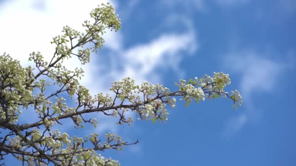 Ein Zweig blühender Apfelbaum auf leichtem Frühlingswind über blauem Himmel. — Stockvideo