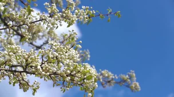 A branch of blooming apple tree on light spring wind over blue sky. — Stock Video