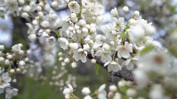 Une branche de pommier en fleurs sur un vent printanier léger . — Video