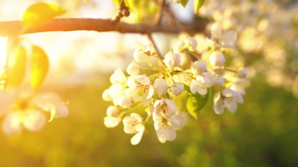 Een tak van bloeiende appelboom op lichte lente wind bij zonsondergang. — Stockvideo