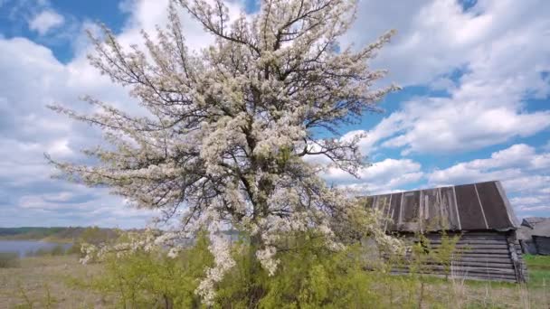 Een eenzame bloeiende appelboom op een lichte lente wind op het platteland. — Stockvideo