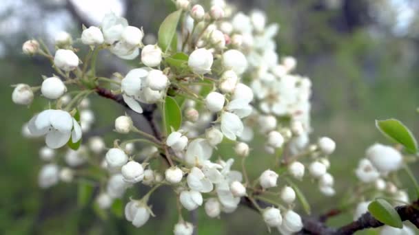 Um ramo de árvore de maçã florescente no vento de primavera leve . — Vídeo de Stock