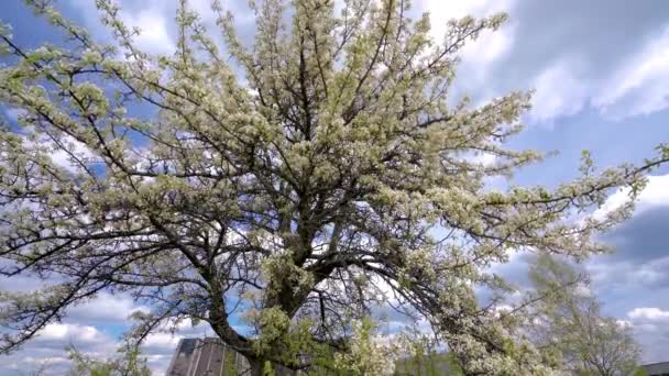 Un pommier solitaire en fleurs sur un vent printanier léger dans une campagne . — Video