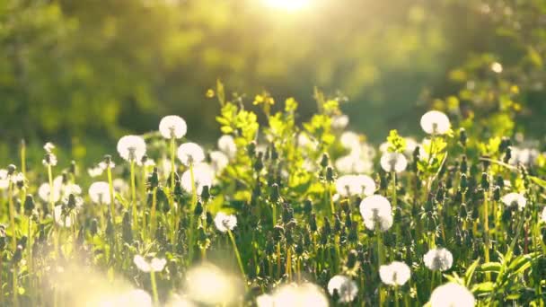 緑の日当たりの良い草原のタンポポ. — ストック動画