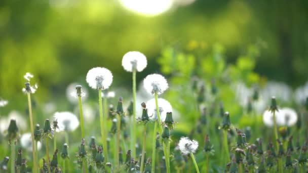 Pissenlits sur prairie ensoleillée verte. — Video