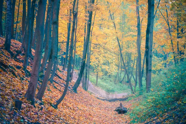 Foggy autumn forest — Stock Photo, Image