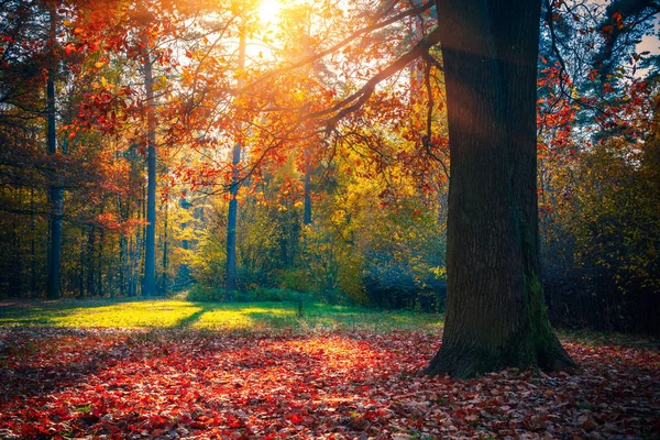 秋の森の中の日当たりの良いオーク — ストック写真