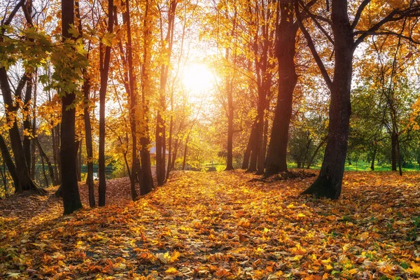 Sunny autumn in the park — Stock Photo, Image