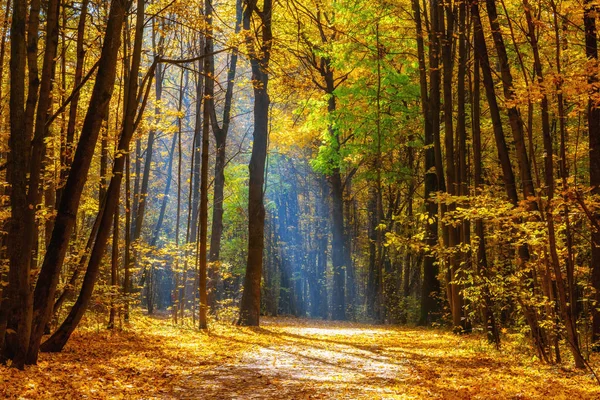 Zonnige herfst in het mistige park — Stockfoto