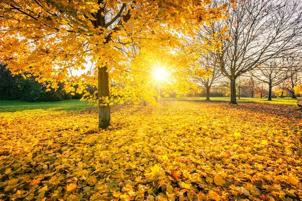 Sonnige Herbst-Ahorne im Park — Stockfoto