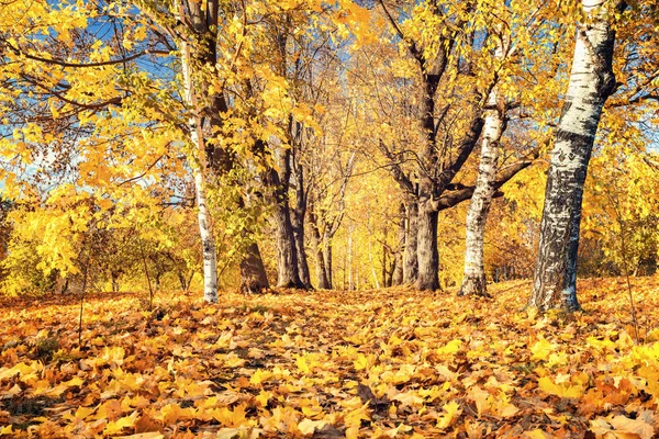 Sunny autumn in the park — Stock Photo, Image