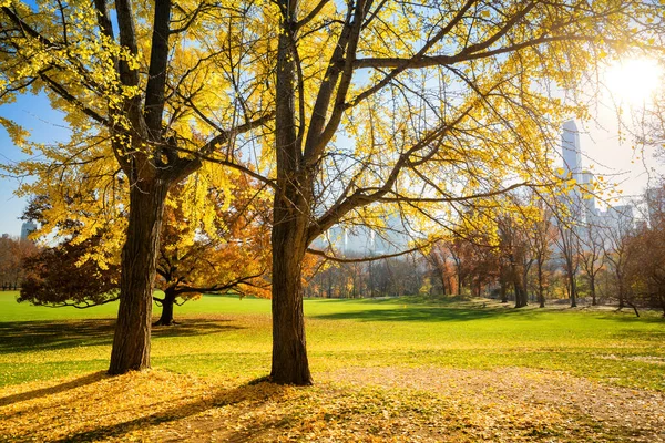 Central park på solig höstdag — Stockfoto