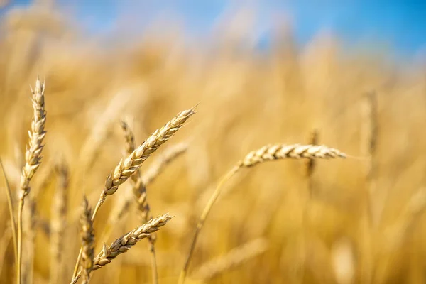 Primo piano di spighe di grano dorato sopra cielo azzurro in giorno di sole. — Foto Stock