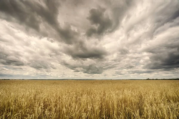 Wolken boven het tarweveld op zomerdag — Stockfoto