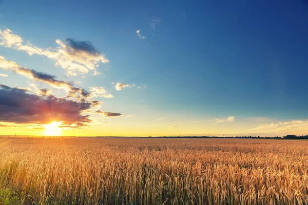 Puesta de sol sobre el campo de trigo —  Fotos de Stock