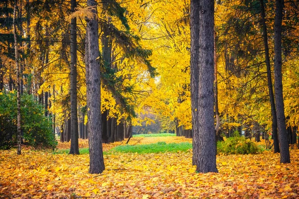 Aleja w tętniącym życiem jesiennym parku — Zdjęcie stockowe
