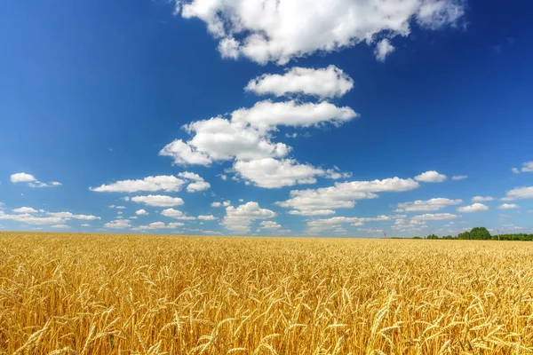 Χρυσό πεδίο σιτάρι πάνω από το γαλάζιο του ουρανού την ηλιόλουστη μέρα. — Φωτογραφία Αρχείου
