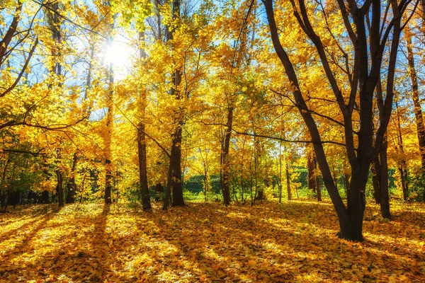 阳光明媚的秋天，在公园里 — 图库照片