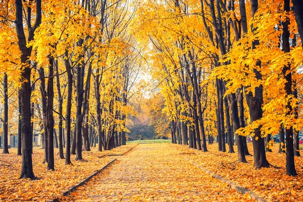 Alley in vibrant autumn park — Stock Photo, Image