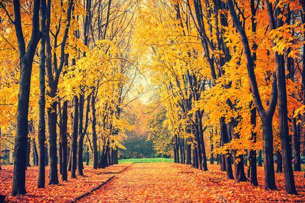 Allée dans le parc d'automne dynamique — Photo