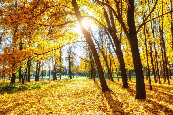 Sunny autumn in the park — Stock Photo, Image