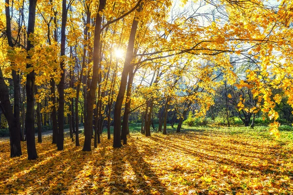 Napsütéses ősz a parkban — Stock Fotó