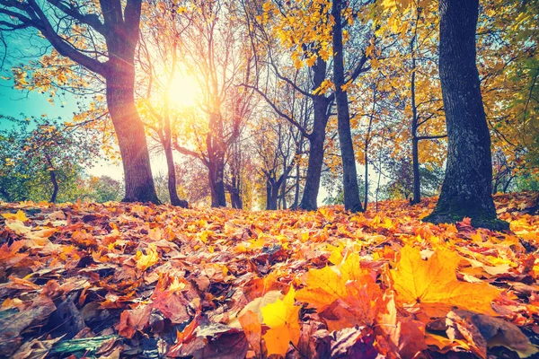 Helles Laub im Herbstpark — Stockfoto