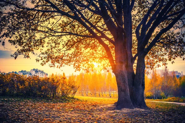 Napsütéses tölgyfa az őszi parkban — Stock Fotó