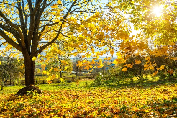 Árvore de bordo de outono brilhante — Fotografia de Stock
