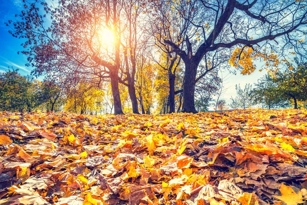 Sonbahar parkında parlak yapraklar — Stok fotoğraf