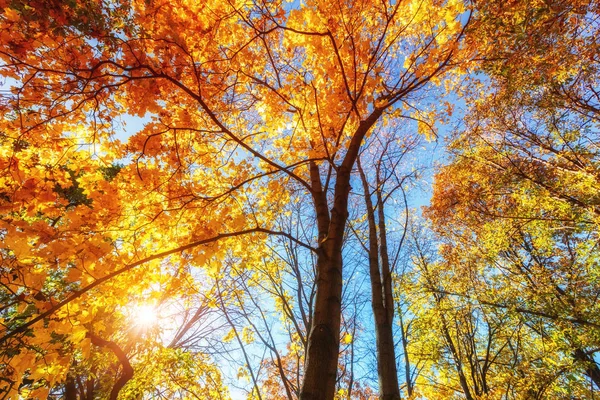阳光明媚的秋天枫树在蓝天上 — 图库照片