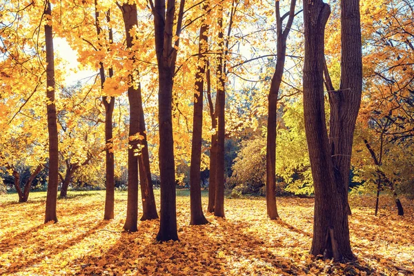 Solig höst i parken — Stockfoto