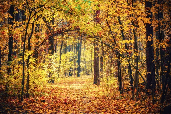 Via na floresta de outono — Fotografia de Stock