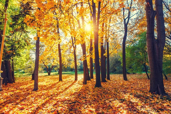 Otoño soleado en el parque —  Fotos de Stock