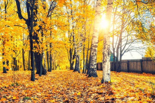 Slunečný podzim v parku — Stock fotografie
