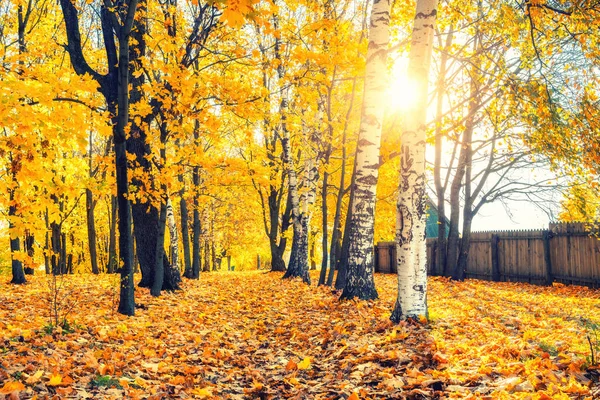 Automne ensoleillé dans le parc — Photo