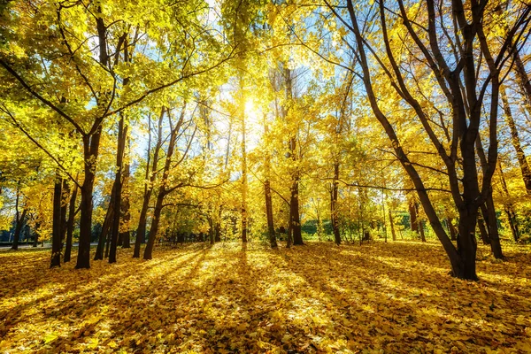 Napsütéses ősz a parkban — Stock Fotó