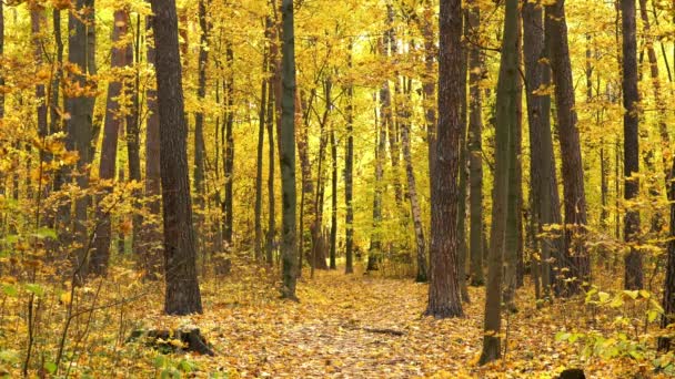 Sentier dans la forêt d'automne — Video