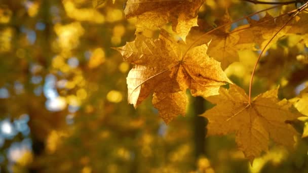 Hojas de arce de otoño soleado — Vídeos de Stock