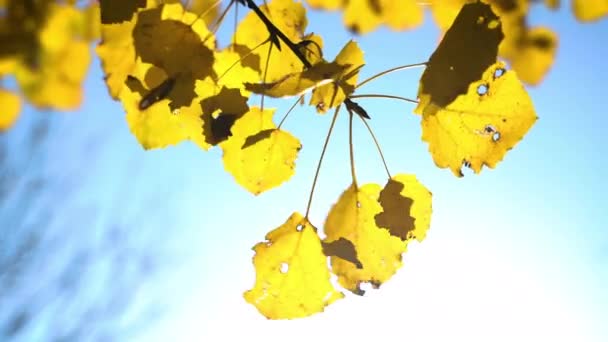 Folhas de álamo de outono ensolaradas — Vídeo de Stock