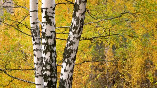 Sonbahar Park huş ağacı — Stok video