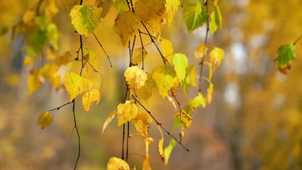 Hojas de abedul de otoño brillante — Vídeo de stock