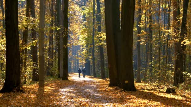 Caminar en el parque de otoño — Vídeos de Stock