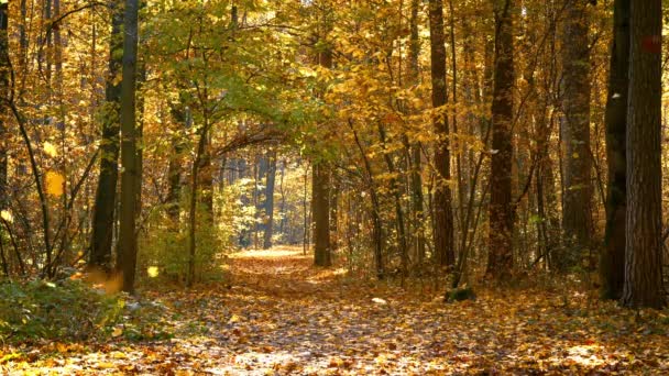 Pathway in autumn park — Stock Video