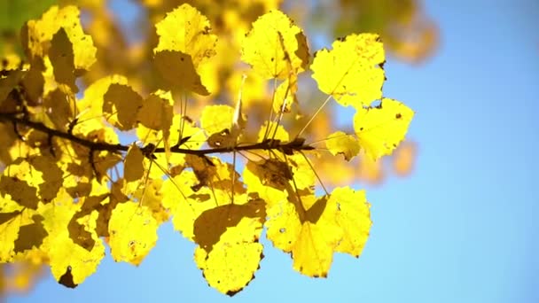 Sunny autumn aspen leaves — Stock Video