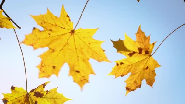 Hojas de arce de otoño soleado — Vídeo de stock