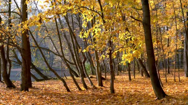 Caída de hojas en el parque de otoño — Vídeos de Stock