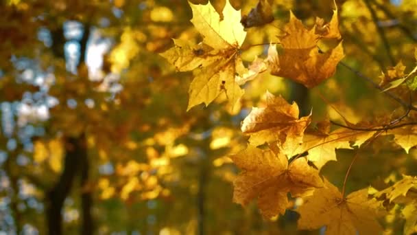 Hojas de arce de otoño soleado — Vídeo de stock