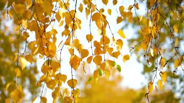 Hojas de abedul soleado otoño — Vídeo de stock