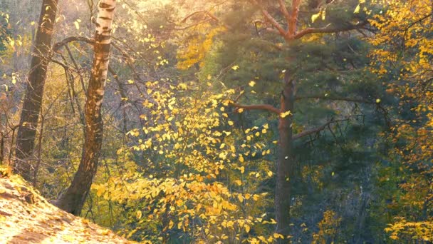 Caída de hojas en el parque de otoño — Vídeos de Stock